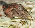 Humpbacked Orbweaver - photo 5