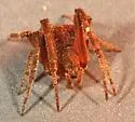 Eustala californiensis