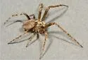 Eustala californiensis - photo 2