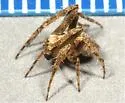 Eustala californiensis - photo 3