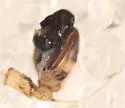 Eustala californiensis - photo 4