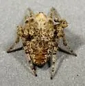 Eustala californiensis - photo 5