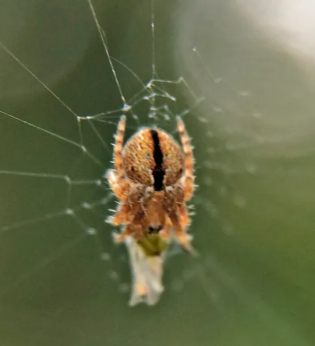 Riparian Duncecap Orbweaver