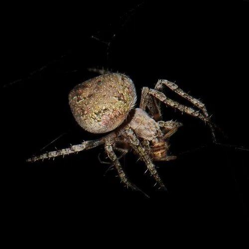 Riparian Duncecap Orbweaver - photo 2