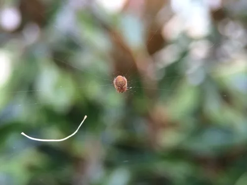 Riparian Duncecap Orbweaver - photo 4