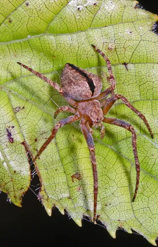 Riparian Duncecap Orbweaver - photo 6