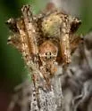 Eustala conchlea - photo 3