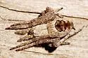 Eustala emertoni