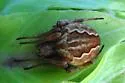 Eustala emertoni - photo 2