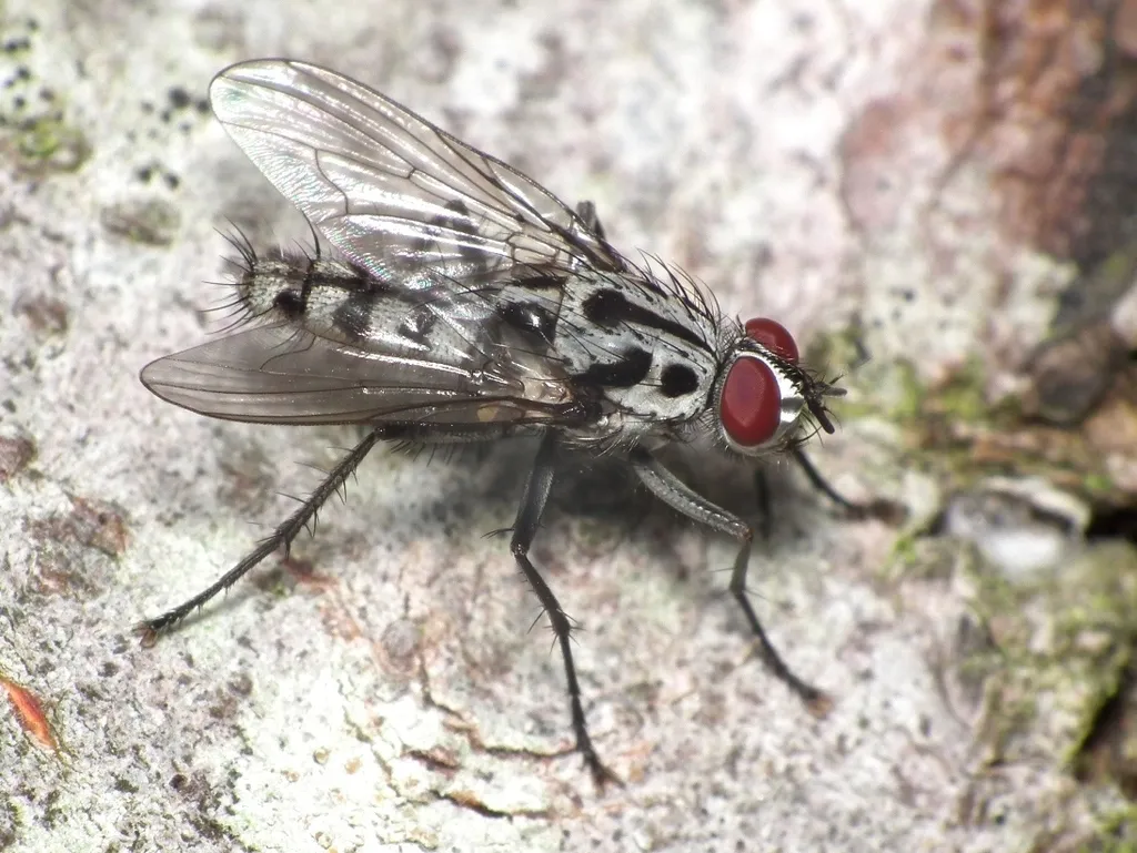 Eustalomyia hilaris - photo 2