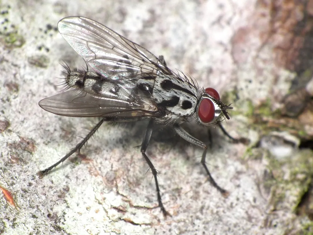 Eustalomyia hilaris - photo 3