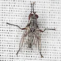 Eustalomyia vittipes