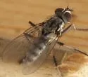 Eustalomyia vittipes - photo 2