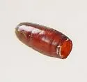 Eustalomyia vittipes - photo 3