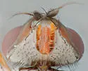 Eustalomyia vittipes - photo 5