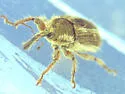Yellow Starthistle Hairy Weevil - Eustenopus villosus