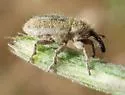 Yellow Starthistle Hairy Weevil - photo 2