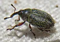 Yellow Starthistle Hairy Weevil - photo 3