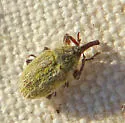 Yellow Starthistle Hairy Weevil - photo 4