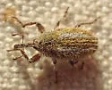 Yellow Starthistle Hairy Weevil - photo 5