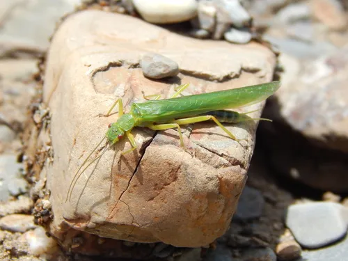 Eustheniidae - Eustheniidae