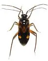 Eustictus albocuneatus