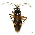Eustictus albocuneatus - photo 2