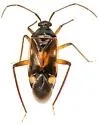 Eustictus albocuneatus - photo 3