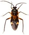 Eustictus albocuneatus - photo 4