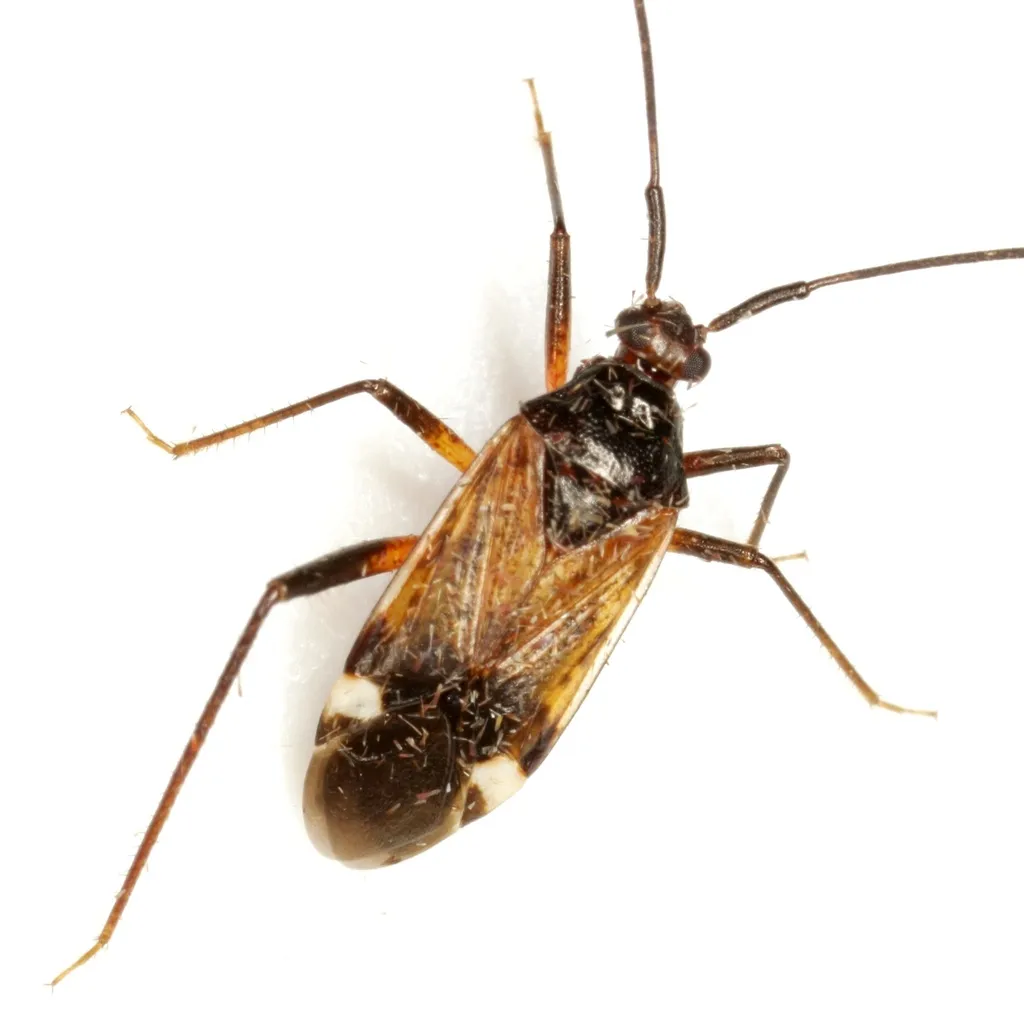 Eustictus albomaculatus - photo 2