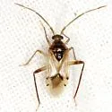 Eustictus claripennis