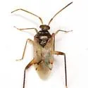 Eustictus claripennis - photo 2