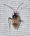 Eustictus claripennis - photo 3