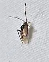 Eustictus claripennis - photo 4