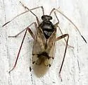 Eustictus claripennis - photo 5