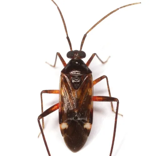 Eustictus knighti
