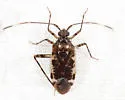 Eustictus necopinus - photo 2