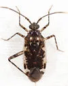 Eustictus necopinus - photo 3