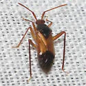 Eustictus pilipes
