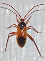 Eustictus pilipes - photo 3