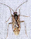 Eustictus salicicola - photo 3