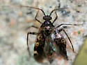 Eustictus venatorius - Eustictus venatorius