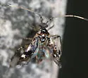 Eustictus venatorius - photo 2