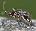 Eustictus venatorius - photo 3