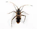 Eustictus venatorius - photo 4
