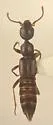 Eustilicus tristis - photo 2