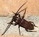 Eustromula validum