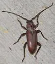 Eustromula validum - photo 2