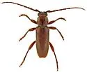Eustromula validum - photo 4