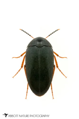 Eustrophopsis bicolor
